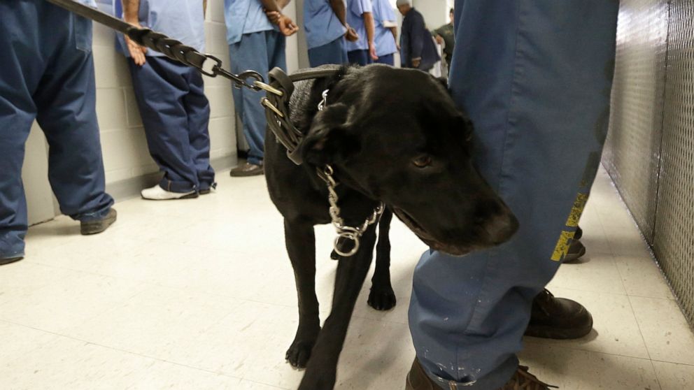 FILE — In this Wednesday, May 20, 2015, file photo, Bentley, a 3-year-old Labrador retriever, checks an inmate for traces of narcotics at California State Prison, Solano, in Vacaville, Calif. Along with drug sniffing dogs and airport-style ion spectr
