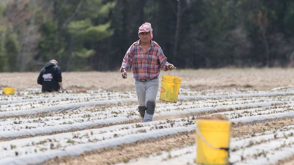 FILE - In this May 6, 2020, file photo, a temporary worker from Mexico plants strawberries on a farm in Mirabel, Quebec as the COVID-19 pandemic continues in Canada and around the world. The coronavirus pandemic has brought hard times for many farmer