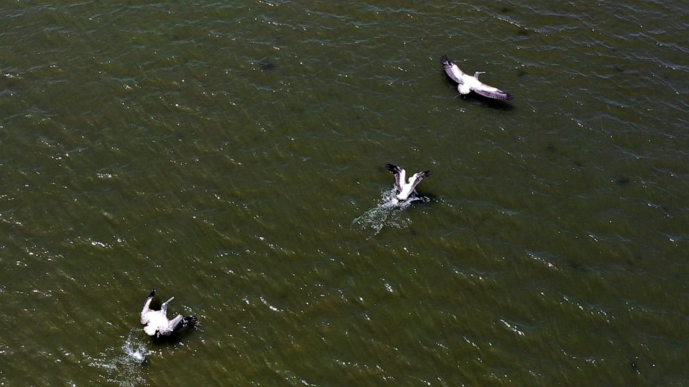 Colony Of Shy Albanian Pelicans Flourishes During Pandemic Abc News