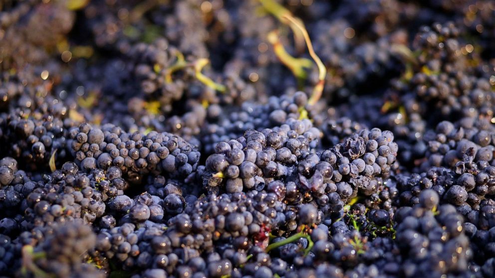 FILE - In this Friday, Aug. 29, 2014 file photo, Pinot Noir grapes just picked are shown in a bin in Napa, Calif. The Environmental Protection Agency is rejecting legal challenges by environmental groups seeking a ban of a pesticide linked to brain d