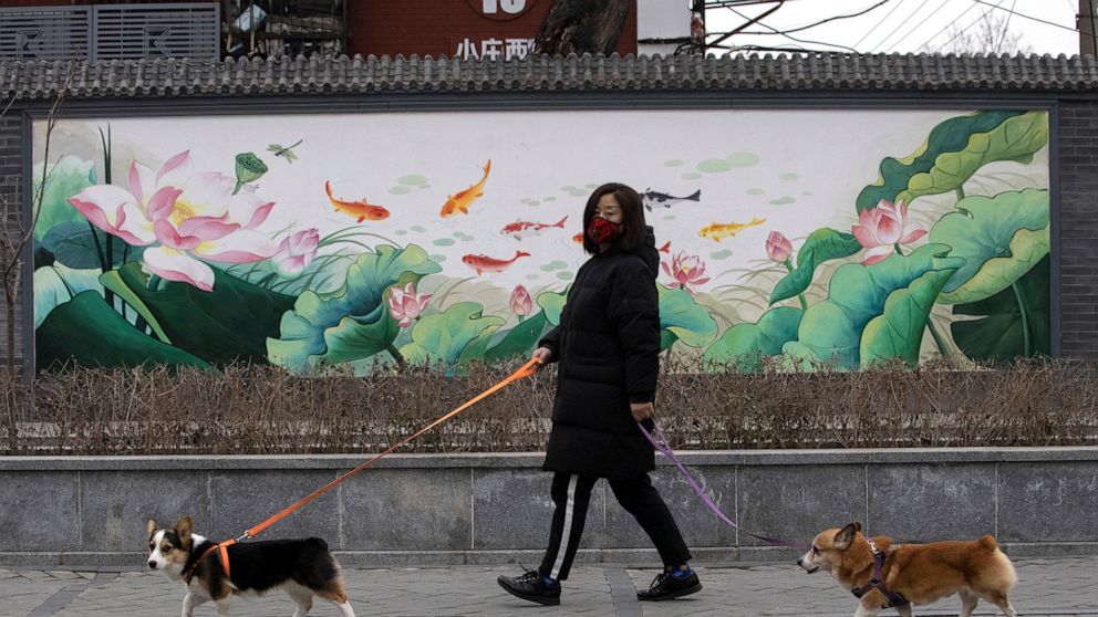 FILE - In this Feb. 25, 2020, file photo, a resident wearing mask walks her dogs in Beijing. Pet cats and dogs cannot pass the new coronavirus on to humans, but they can test positive for low levels of the pathogen if they catch it from their owners.