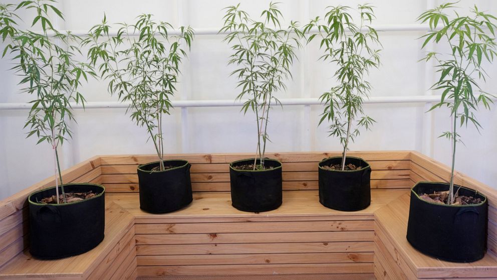 Cannabis plants sit on display at the first full-time clinic prescribing cannabis oil for medical treatment in the Public Health Ministry in Nonthaburi province, Thailand, Jan. 6, 2020. Thailand, which in 2020 became the first Southeast Asian nation 