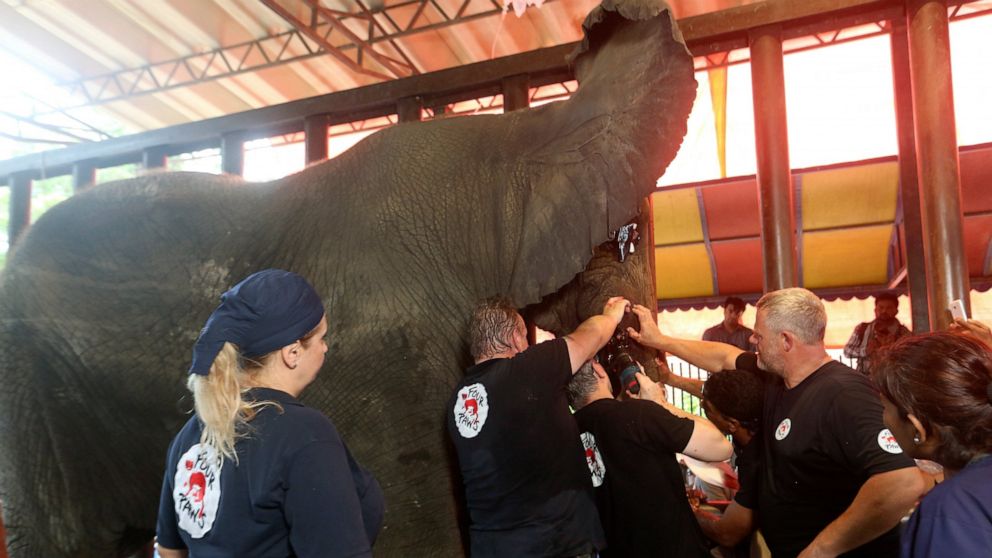 Veterinarians from the global animal welfare organization Four Paws conduct dental surgery on an elephant at a zoo, in Karachi, Pakistan, Wednesday, Aug. 17, 2022. The veterinarians began a series of surgeries on a pair of elephants. During a previou
