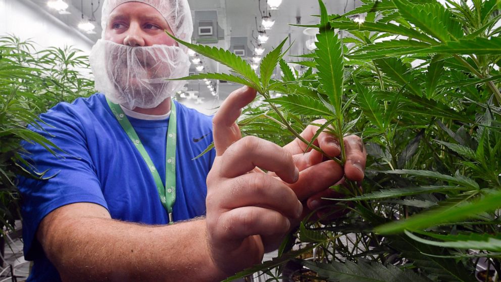NY boosts medical marijuana access as legal pot market looms