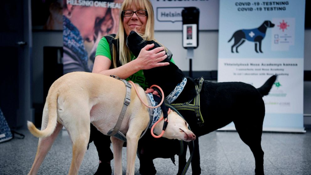 Sniffer dogs named K'ssi, left and Miina react with trainer Susanna Paavilainen at the Helsinki airport in Vantaa, Finland, Tuesday, Sept. 22, 2020. Four corona sniffer dogs are trained to detect the Covid-19 virus from the arriving passengers sample