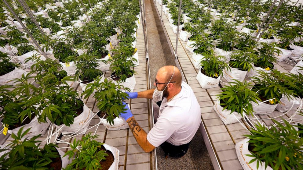 FILE - Jeremy Baldwin tags young cannabis plants at a marijuana farm operated by Greenlight, Oct. 31, 2022, in Grandview, Mo. Marijuana advocates are looking toward their next states to target after experiencing some mixed results in the recent elect