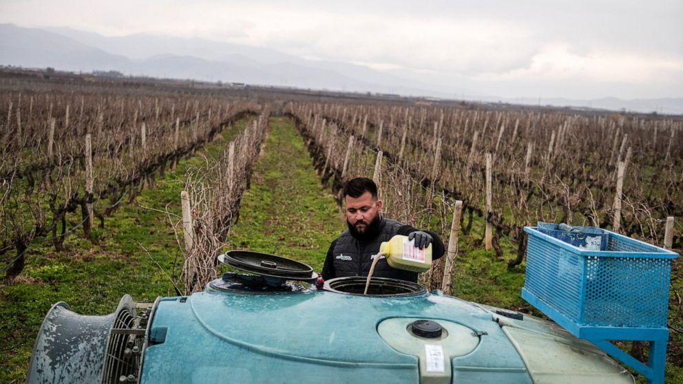 FILE - Farmer Dimitris Kakalis, 25, fills a spray machine with pesticide at his vineyard near the town of Tyrnavos, central Greece, Sunday, Feb. 13, 2022. The contamination of fruits and vegetables produced in the European Union by the most toxic pes