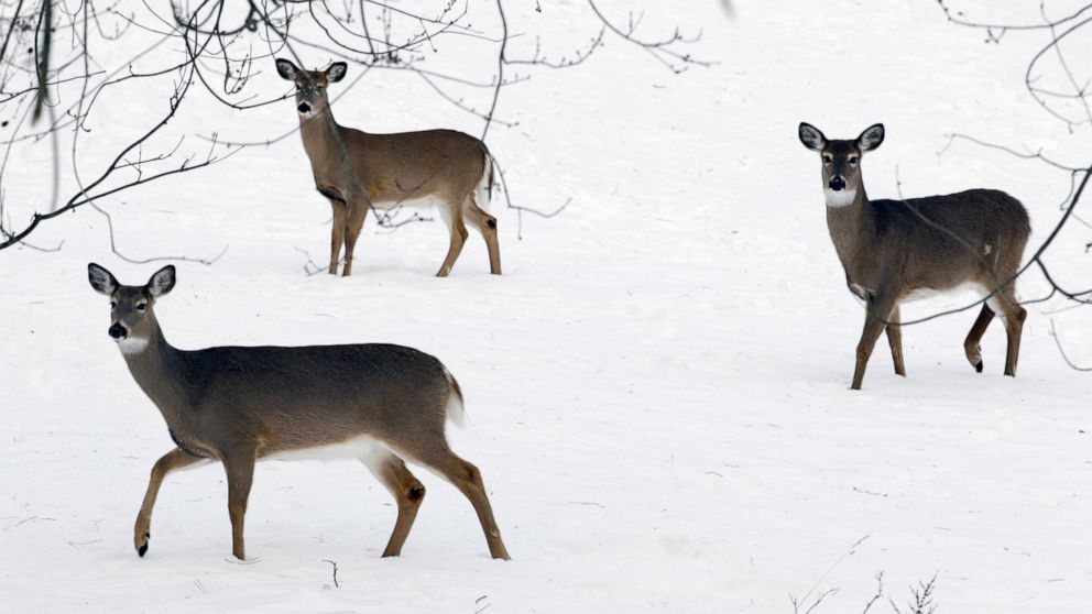 Not just humans: Study finds NYC omicron spike hit deer too