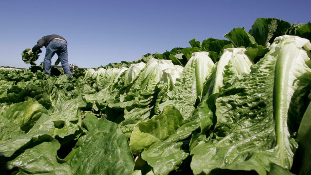 FILE - In this Aug. 16, 2007 file photo, a worker harvests romaine lettuce in Salinas, Calif. U.S. health officials are declaring an end to a food poisoning outbreak blamed on romaine lettuce from California. (AP Photo/Paul Sakuma, File)