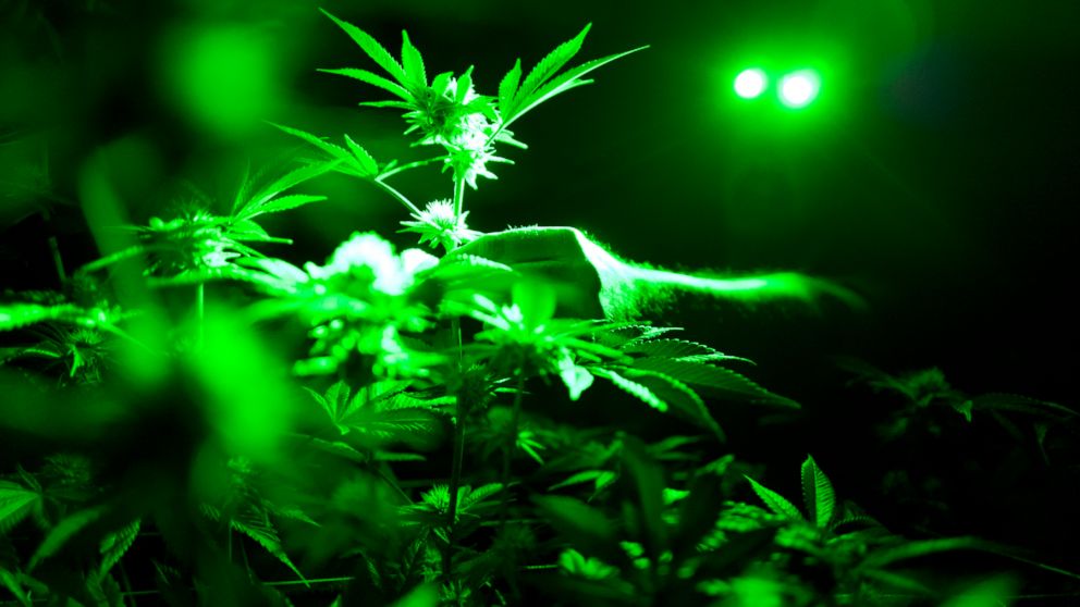FILE - In this May 20, 2019, file photo photo head of cultivation at Loving Kindness Farms Jason Roberts checks one of his marijuana plants in a grow room wearing green lights not to wake them wake them during their night cycle in Gardena, Calif. A n