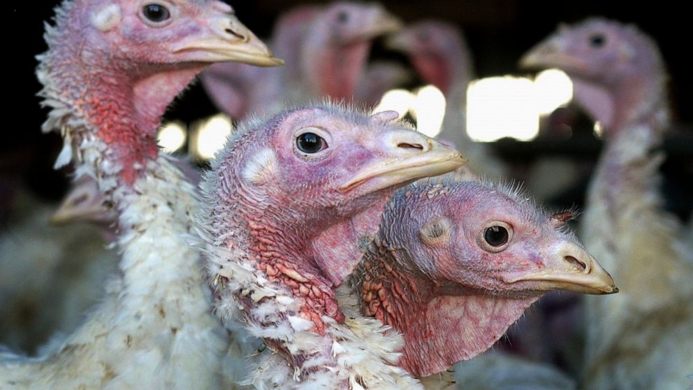 La grippe aviaire mortelle revient dans le Midwest plus tôt que prévu