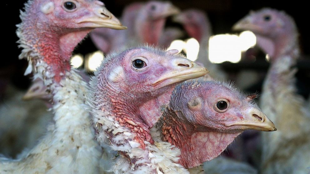 Deadly bird flu returns to Midwest earlier than expected