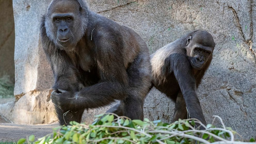 In this January 2021 photo provided by the San Diego Zoo, Leslie, a silverback gorilla, left, and a gorilla named Imani are seen in their enclosure at the San Diego Zoo Safari Park in Escondido, Calif. They are among several gorillas at the San Diego