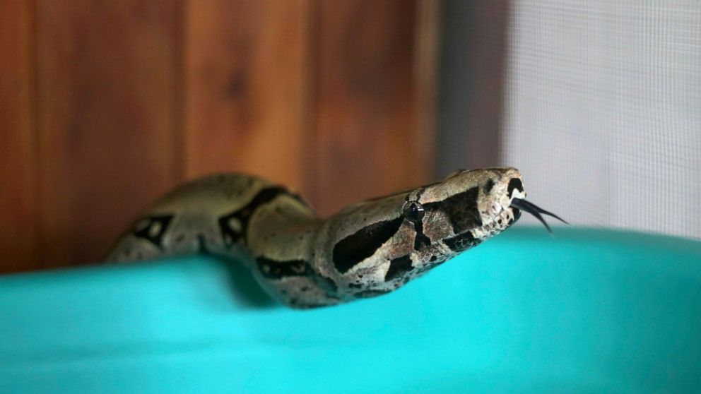 FILE - In this Friday, Jan. 15, 2016 file photo, a Boa Constrictors snake is seen at a museum of venomous snakes in Lima, Peru. The World Health Organization is publishing its first-ever global strategy to tackle the problem of snake bites it was ann