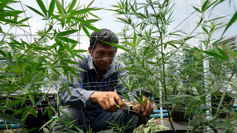 La Thaïlande dépénalise la marijuana, mais pas les trucs forts