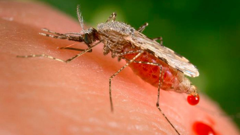 FILE - This file photo provided by the Centers for Disease Control and Prevention (CDC) shows a feeding female Anopheles stephensi mosquito crouching forward and downward on her forelegs on a human skin surface, in the process of obtaining its blood 