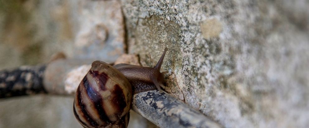 In this Aug. 28, 2019 photo, a giant African snail makes its away along a tube inside a building in Havana, Cuba. With their shiny, brilliantly striped shells and bodies up to 8 inches (20 centimeters) long, the snails have become public enemy No. 1 