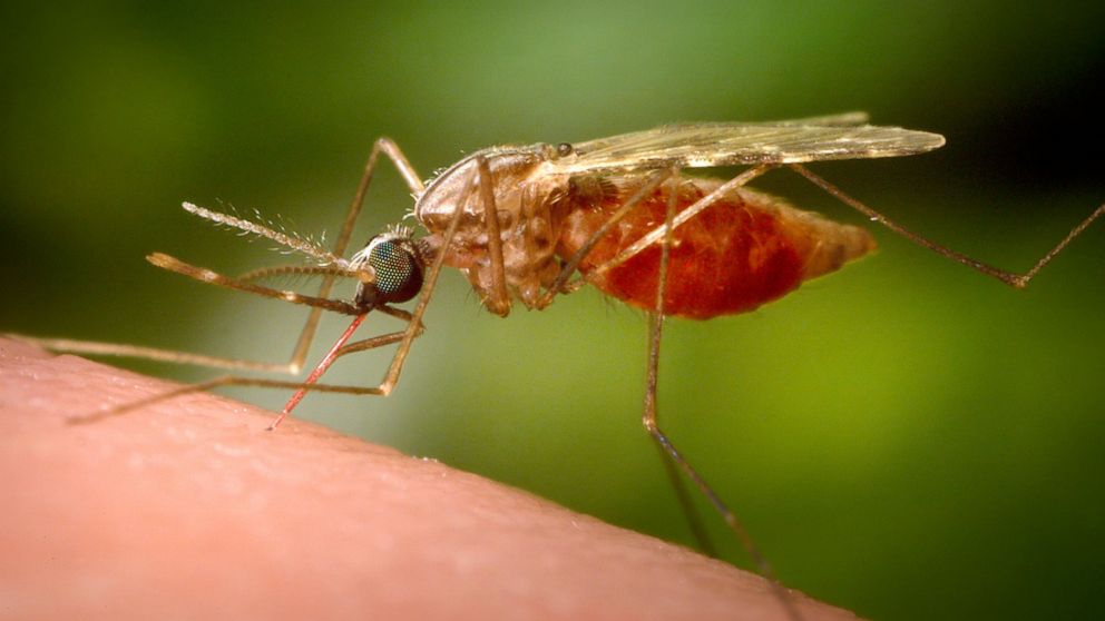 This 2014 photo made available by the U.S. Centers for Disease Control and Prevention shows a feeding female Anopheles funestus mosquito. The species is a known vector for malaria. The parasitic disease killed more than 620,000 people in 2020 and cau