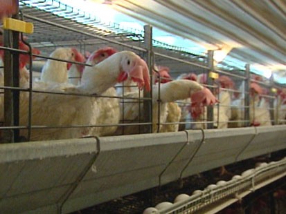 VIDEO: The Obama administration announces steps to prevent food-borne illnesses.