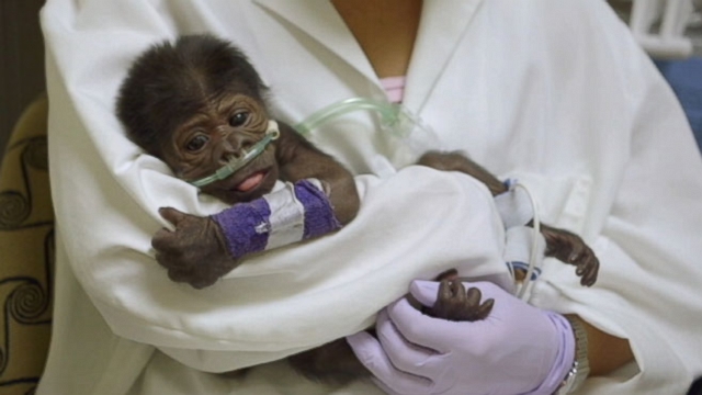 Baby Gorilla Getting Treated for Pneumonia Video - ABC News