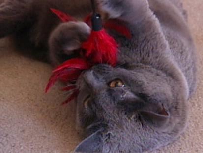 VIDEO: Cat diagnosed with H1N1 flu