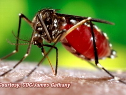 VIDEO: Dengue Fever Risk