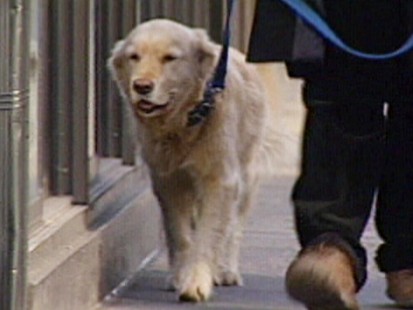 VIDEO: Cancer treatment for dogs