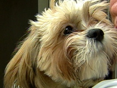 VIDEO: Health Insurance for Your Pets