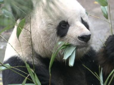 Gao Gao is on the mend after undergoing surgery at the San Diego Zoo to remove a testicular tumor.