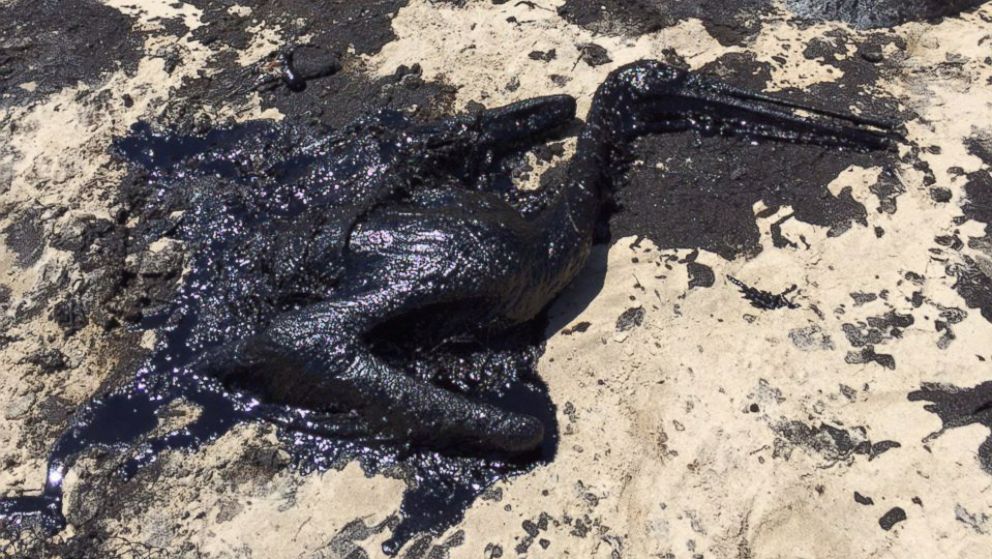 Oil Spill Animals