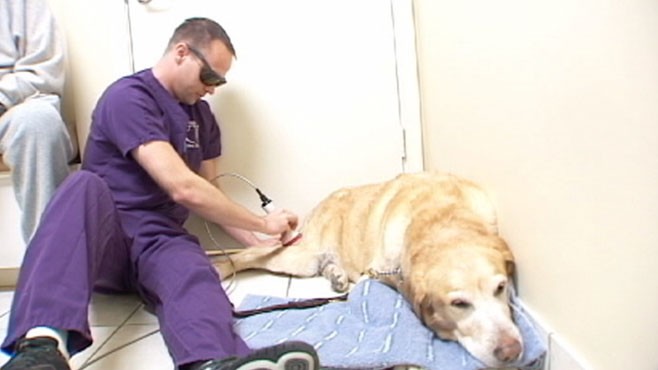 home laser therapy for dogs