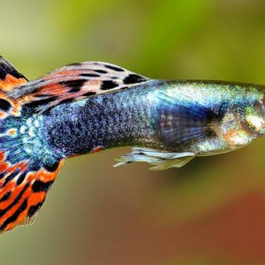 Researchers said the five-year investigation focused on wild-caught guppies exposed to the widely prescribed antidepressant fluoxetine, also known as Prozac.