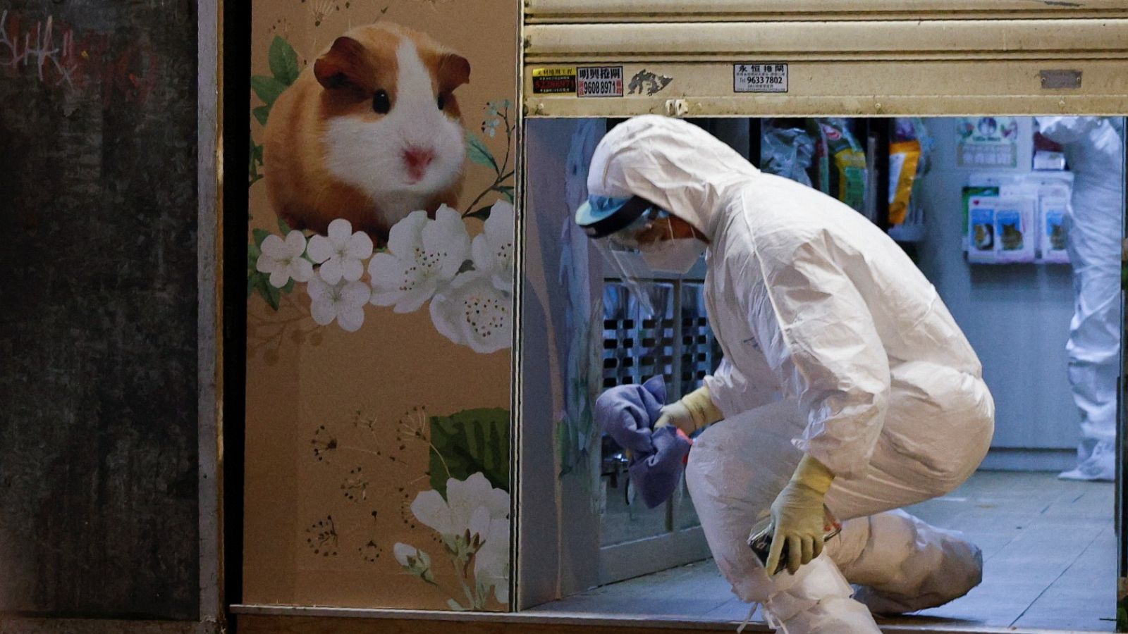 Sick, dead animals found at supplier of hamsters, guinea pigs