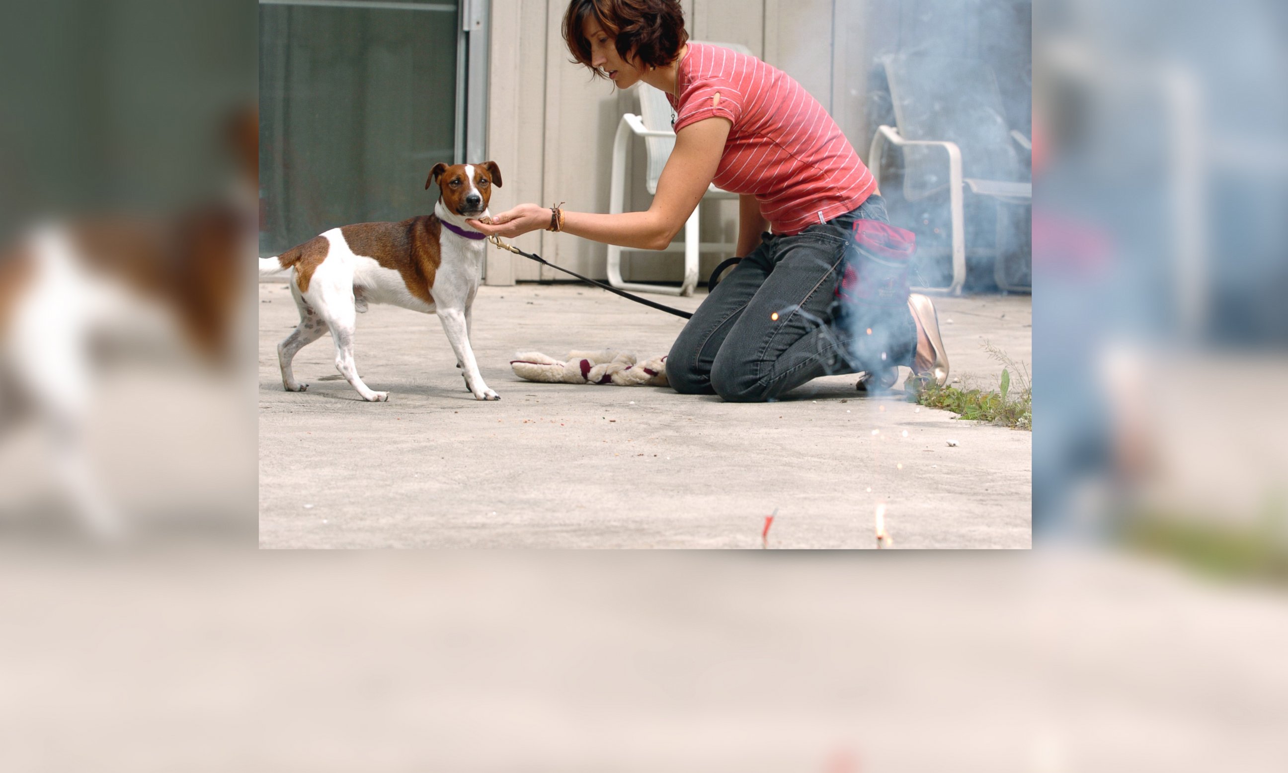 PHOTO: A dog trainer works to desensitize a puppy to fireworks in Portland, Oregon in 2008.