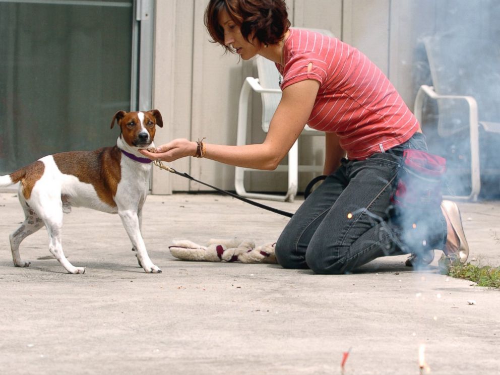 PHOTO: A dog trainer works to desensitize a puppy to fireworks in Portland, Oregon in 2008.