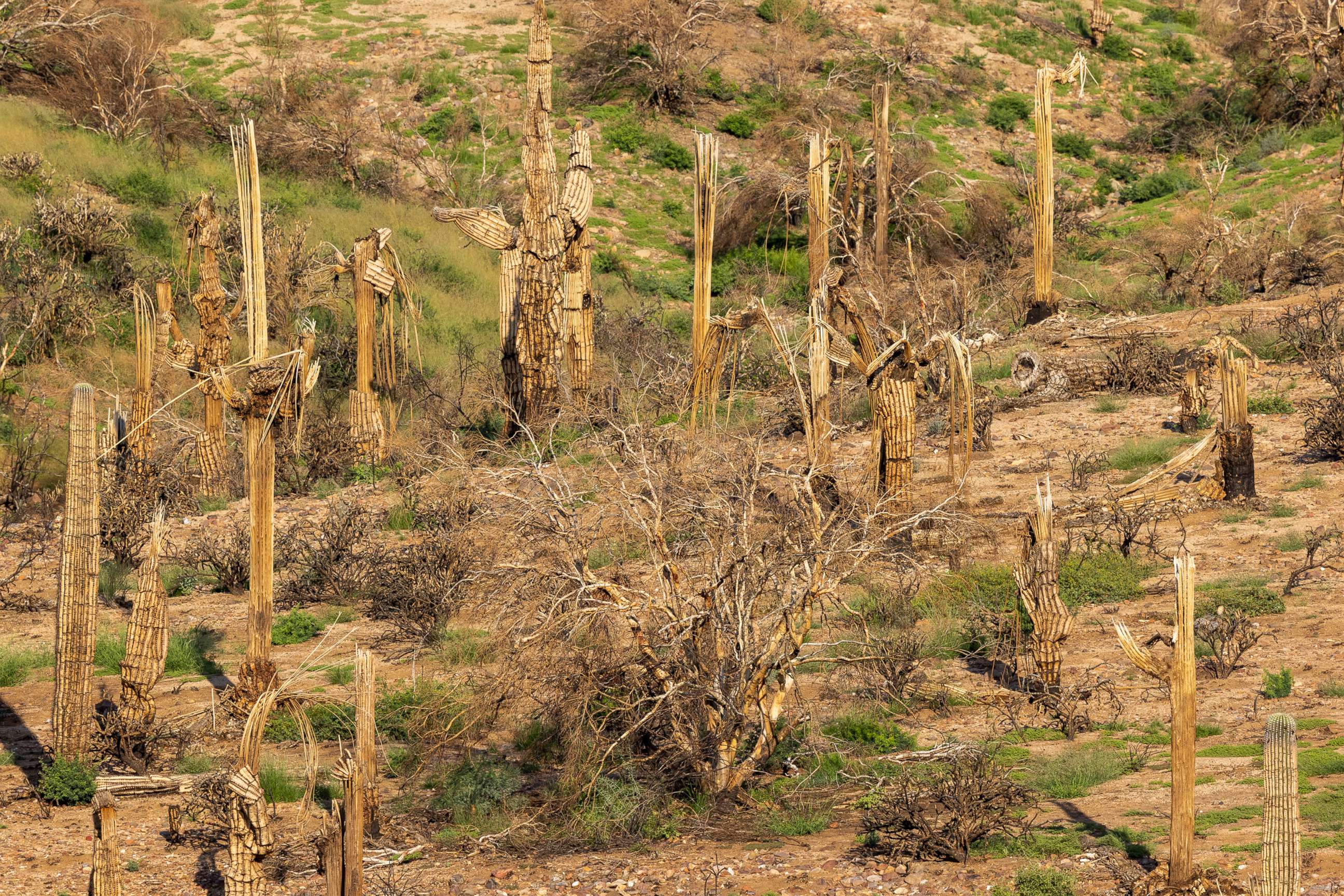 PHOTO: Dead saguaro cacti are seen in a landscape that burned in the Bush Fire, following a series of strong storms, Aug. 20, 2021, northeast of Mesa, Ariz.