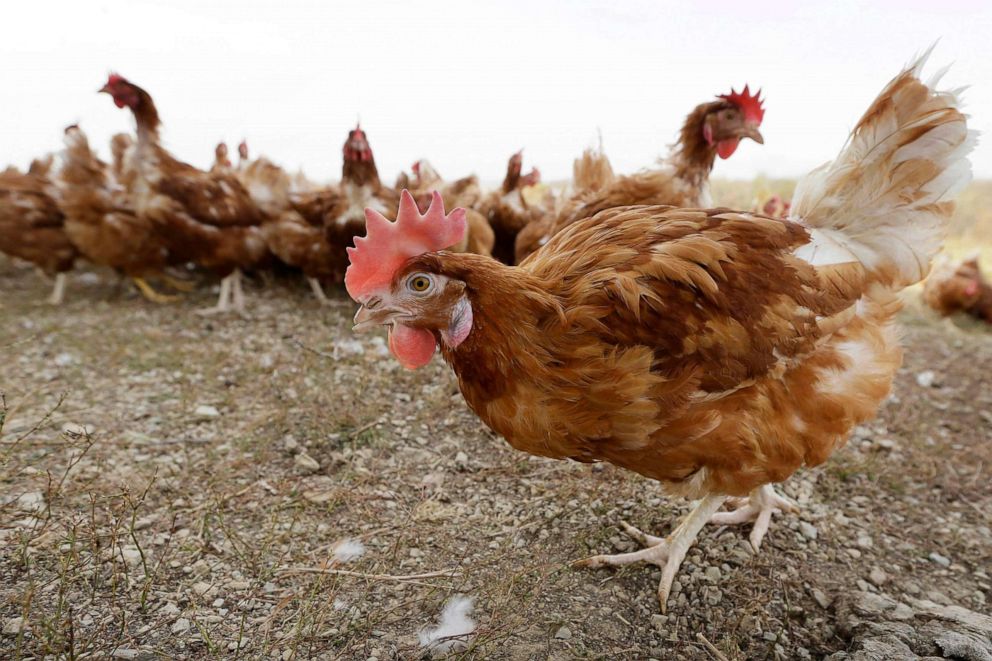 PHOTO: FILE - Chickens walk in a fenced pasture at an organic farm in Iowa on Oct. 21, 2015.