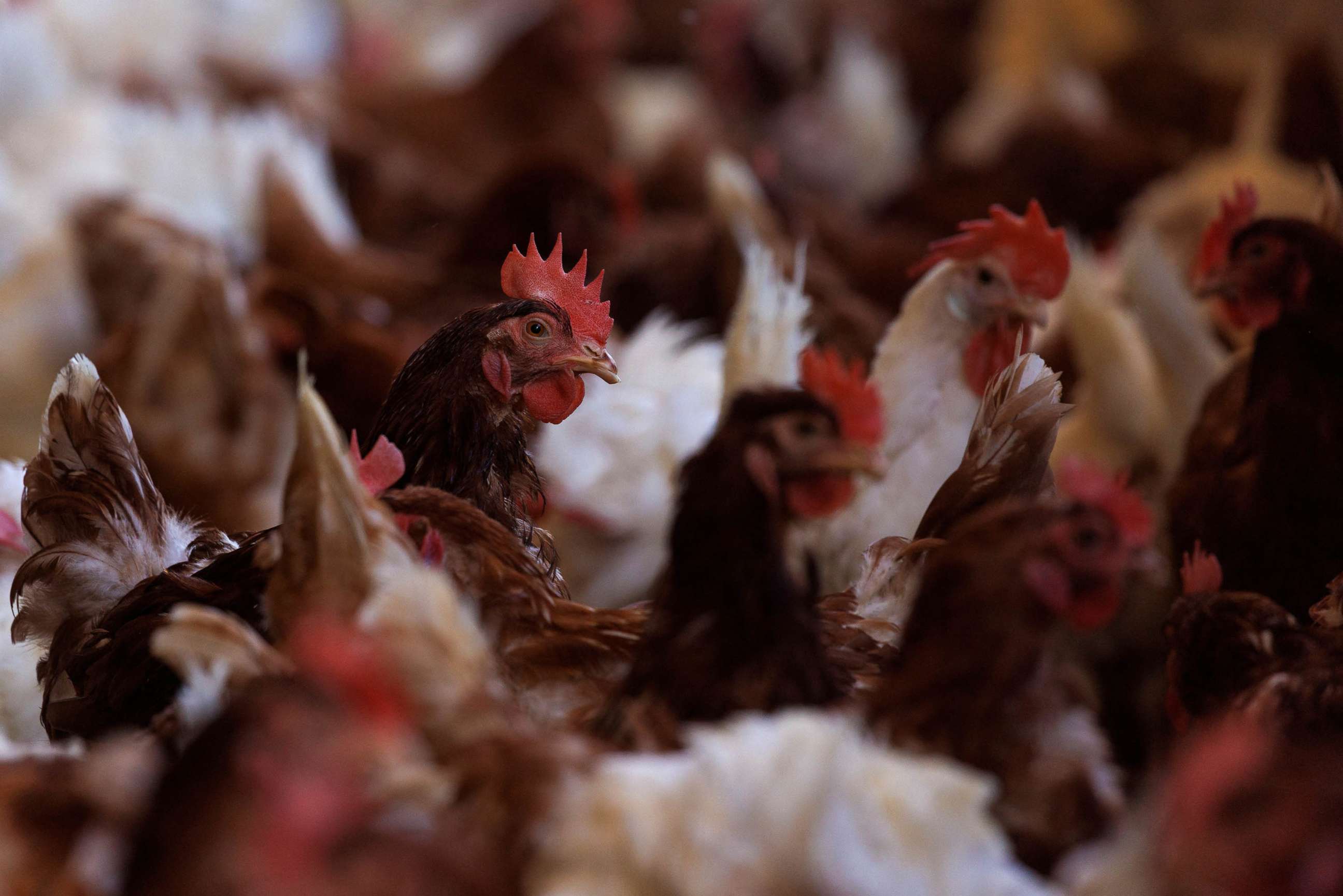 PHOTO: FILE PHOTO: Cage-free chickens are shown inside a facility in Lakeside, California, April 19, 2022.