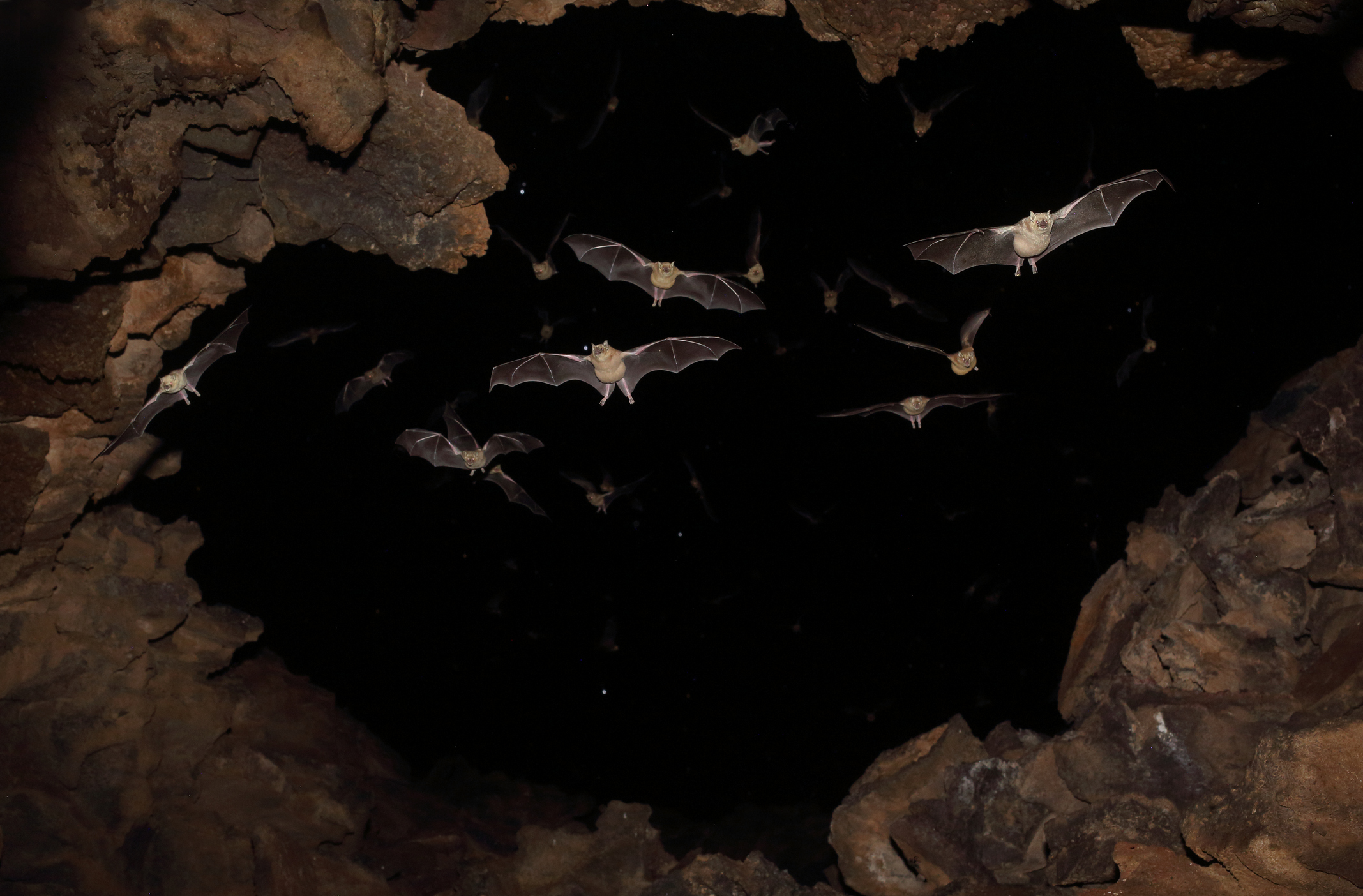 PHOTO: Bats are pictured flying in a cave in this undated stock photo.