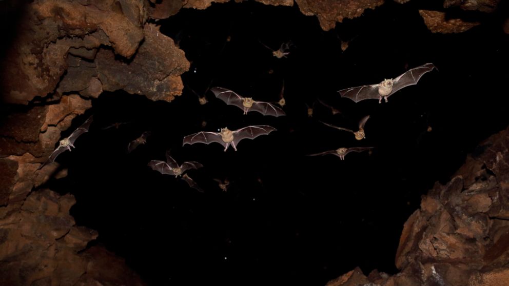 PHOTO: Bats are pictured flying in a cave in this undated stock photo.