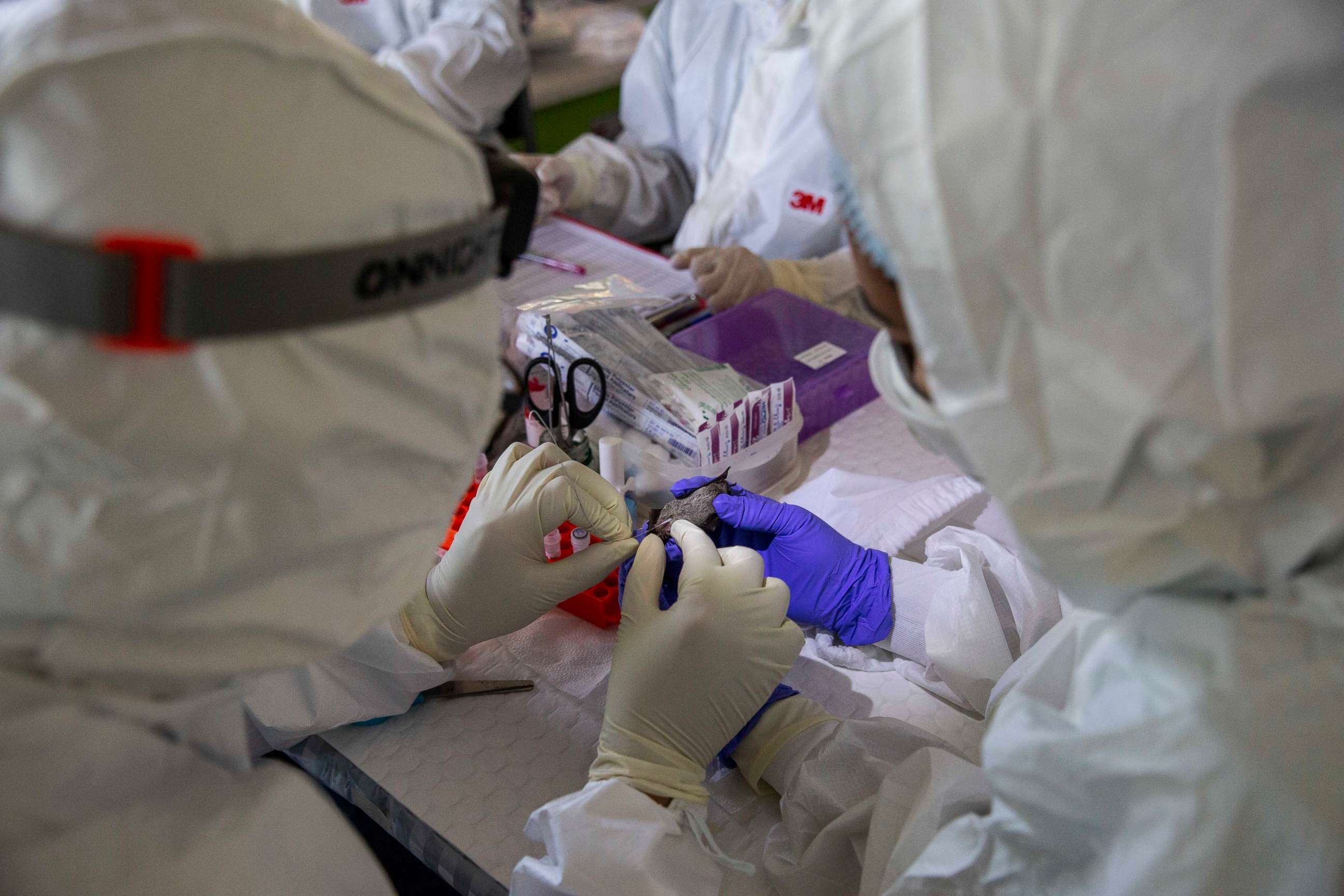 PHOTO: A team of scientists and science students from Chulalongkorn University study a wrinkle-lipped free-tailed bat on Sept. 12, 2020, in Ratchaburi, Thailand, in an effort to understand the origins of COVID-19.