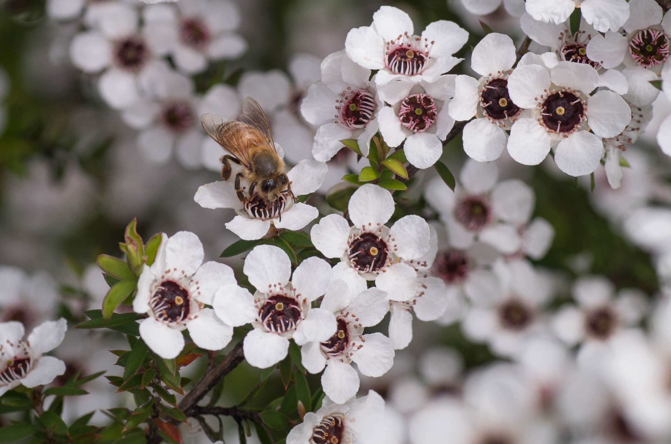 PHOTO: A bee sits on a manuka tree in New Zealand in an undated stock photo.