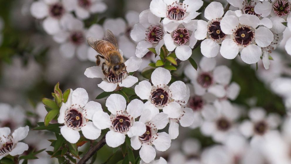 PHOTO: A bee sits on a manuka tree in New Zealand in an undated stock photo.