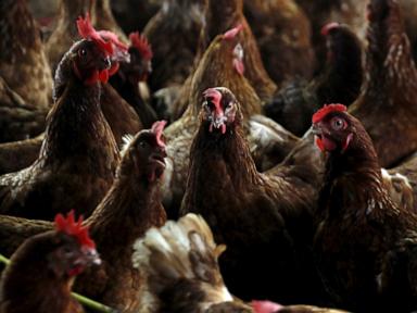 Bird flu is 'widespread' in Massachusetts, state officials say