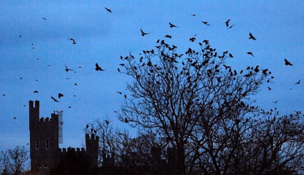 PHOTO: Crows fly on the Illinois State University Quad at dusk, in Normal, Ill., Dec. 27, 2012. West Nile virus took a heavy toll in 2001, but since then they blackbirds have bounced back. 