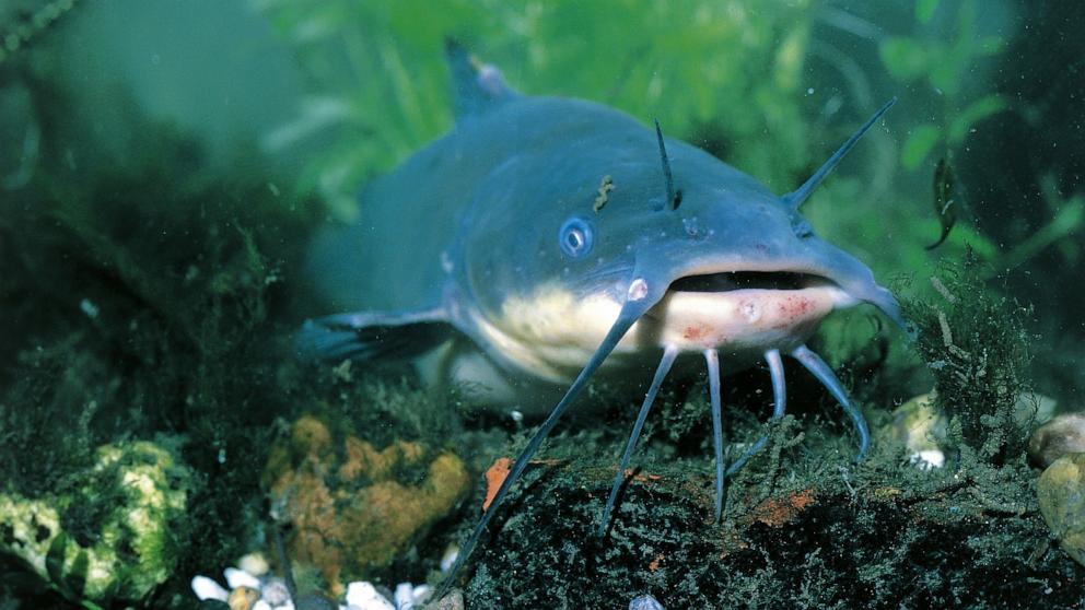 PHOTO: In this undated file photo, a brown bullhead catfish, (Ameirurus nebulosus) is shown.
