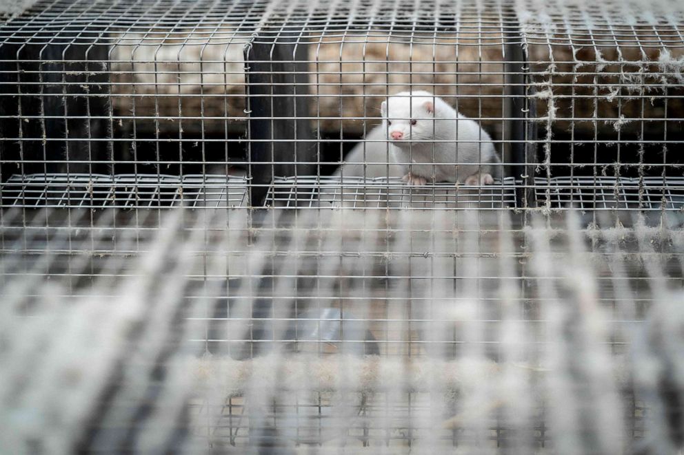 PHOTO: A mink looks out from its cage at a farm, Nov. 6, 2020.