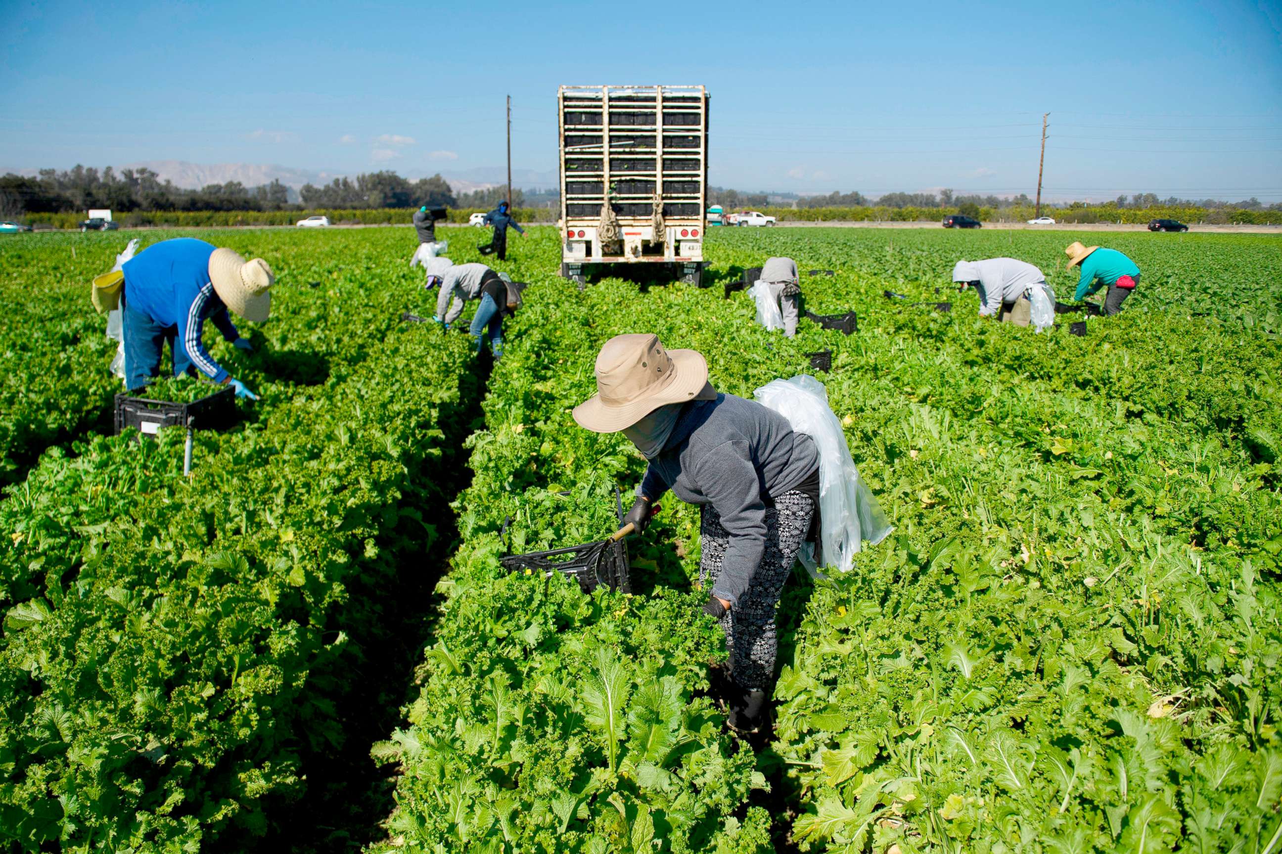 PHOTO: Farmworkers wear face masks while harvesting curly mustard in a field in Ventura County, Calif., Feb. 10, 2021.