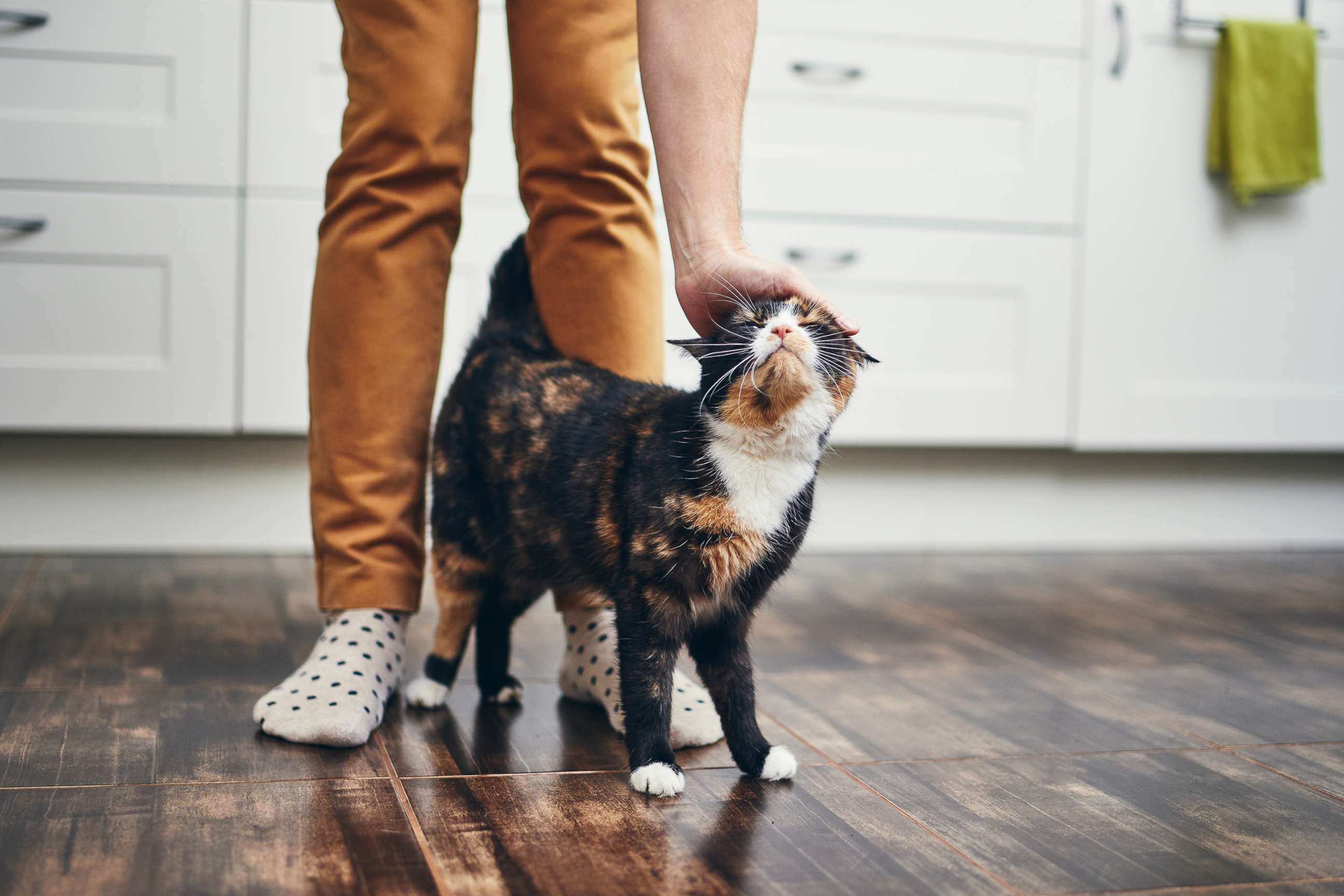 PHOTO: A person pets a cat in a stock photo. 