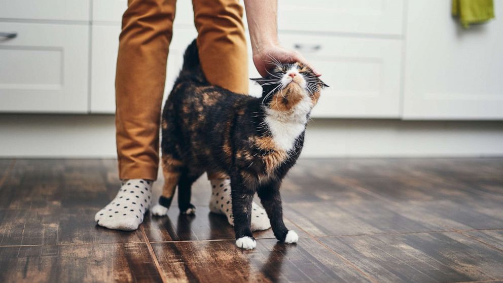 What veterinarians want pet owners to know about 